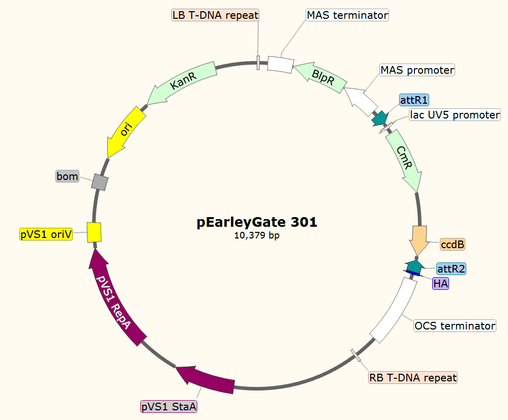 pEarleyGate301载体图谱